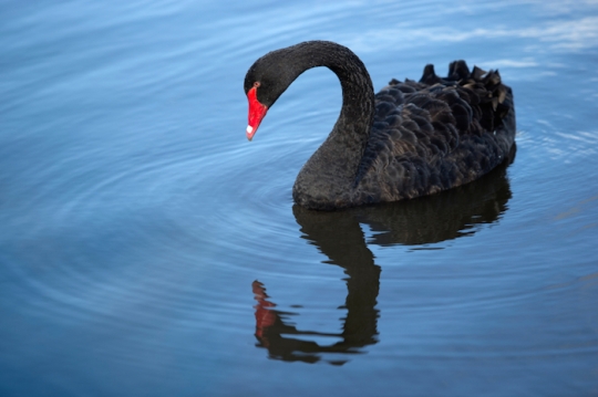 black-swan-700w